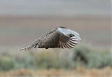 Gunnison Sage-Grouse